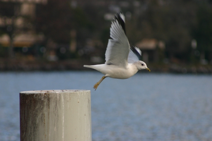 Bord du lac Clarens - 061